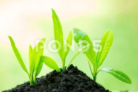 Seedling and abundance soil blurry green background with sun light, growth co Stock Photos