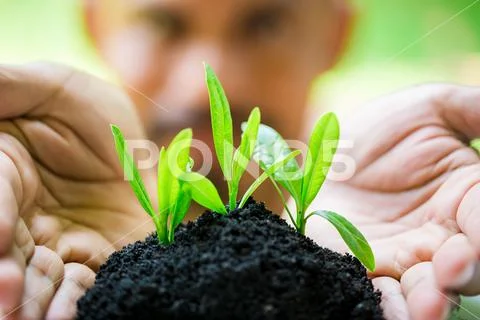Seedling and abundance soil in hands with blurry face man, growth concept, Stock Photos