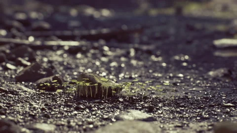 Seedling appears amidst damp soil with lively reflections and textures Stock Footage 342927420