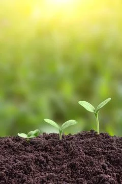 Seedling are growing from soil Stock Photos