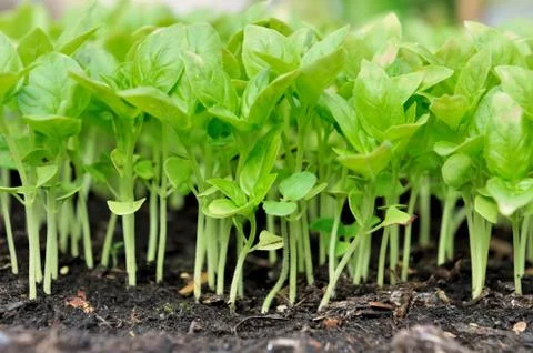 Seedling of basil Stock Photos