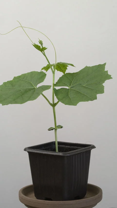 Seedling of bitter gourd. Stock Footage 319289698