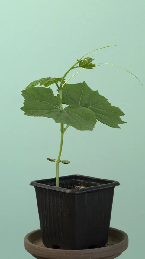Seedling of bitter melon. Video stock 307723532
