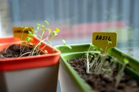 Seedling boxes on windowsill Stock Photos