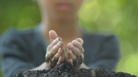 Seedling in boy hands Stock Footage 103971290