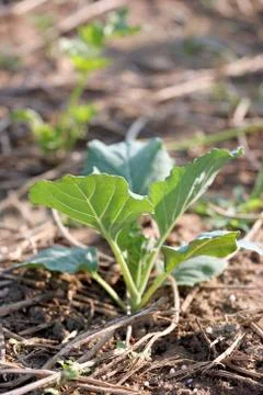 Seedling of cabbage aground. Stock-Fotos