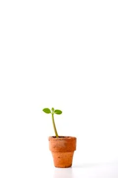 Seedling in clay pots Stock Photos