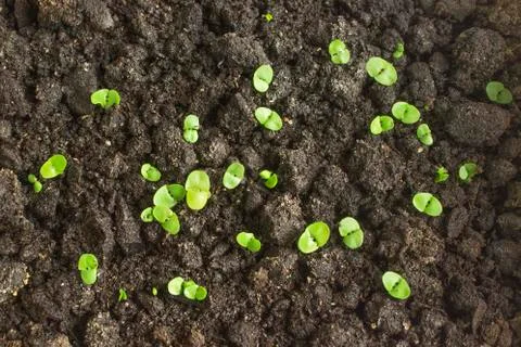 Seedling close-up. Top view 스톡 사진