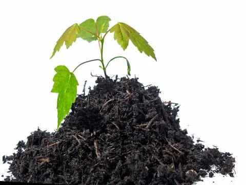 Seedling in compost on a white background Stock Photos