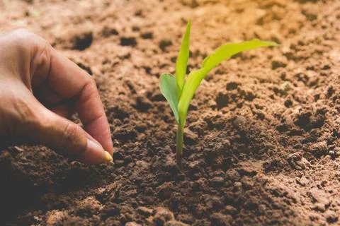 Seedling concept by human hand, Human seeding seed in soil with plant. Stock Photos