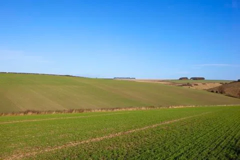 Seedling crops Stock Photos