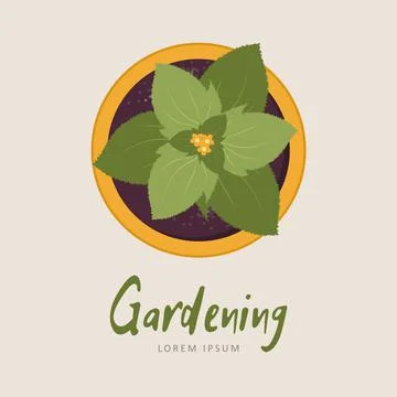 Seedling of cucumbers in a pot. Top view. Growing gardening plants. Vegetarian Illustration