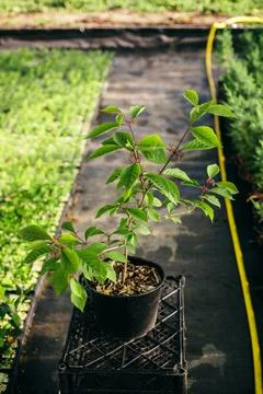 Seedling, development of plants and trees in greenhouses. Stock Photos