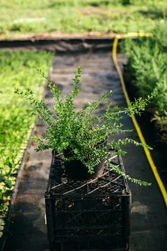 Seedling, development of plants and trees in greenhouses. Stock Photos