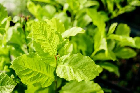 Seedling, development of plants and trees in greenhouses. Foto stock