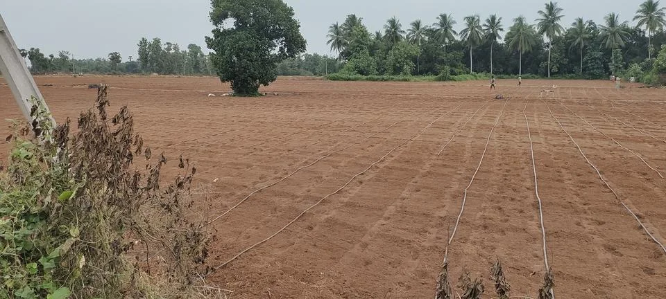 Seedling- Drip Irrigation System | Installing for Garden | for Agriculture Stock Photos