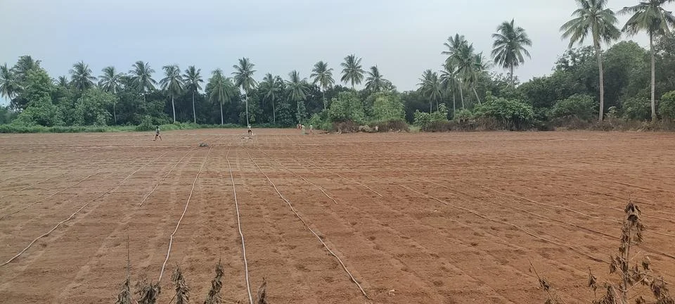 Seedling- Drip Irrigation System | Installing for Garden | for Agriculture Stock Photos