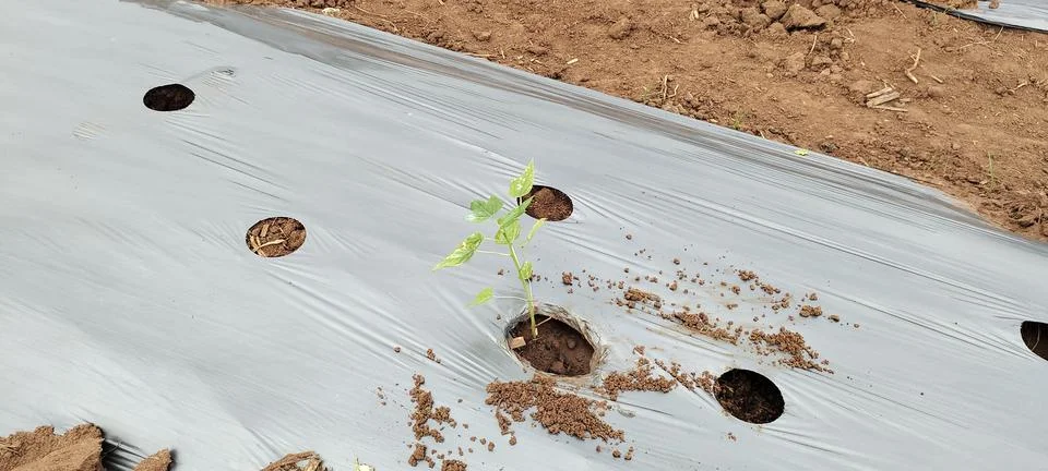 Seedling- Drip Irrigation System | Installing |for Garden | for Agriculture Stock Photos