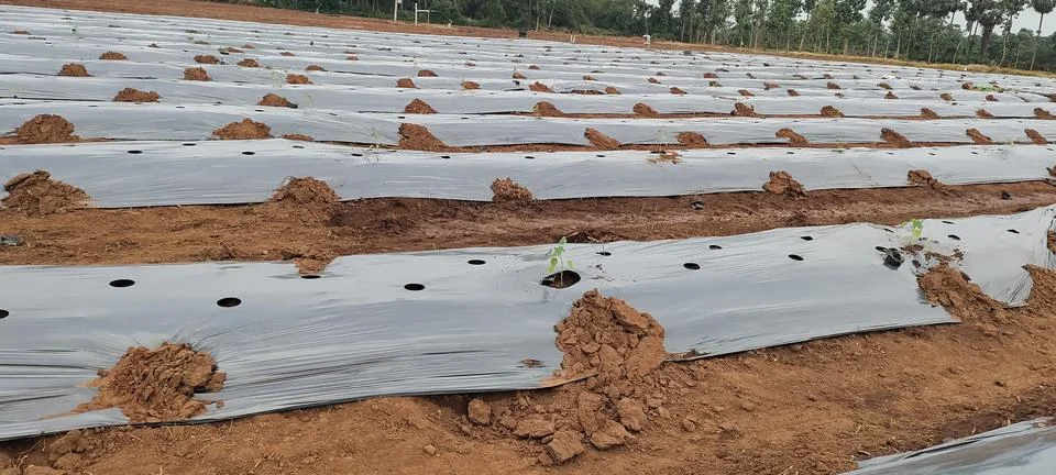 Seedling- Drip Irrigation System | Installing |for Garden | for Agriculture Stock Photos