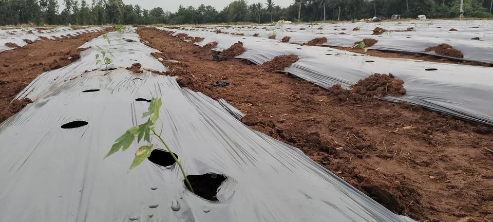 Seedling- Drip Irrigation System | Installing |for Garden | for Agriculture Stock Photos