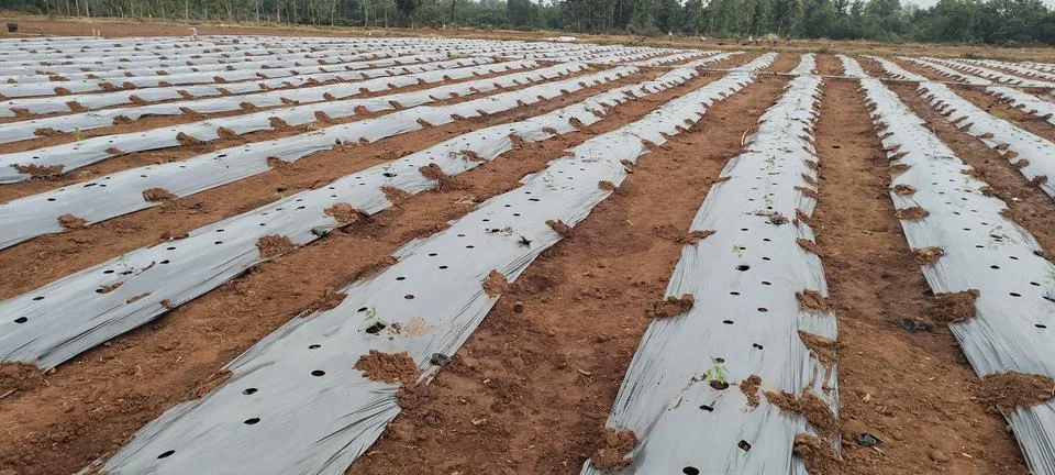 Seedling- Drip Irrigation System | Installing |for Garden | for Agriculture Stock Photos