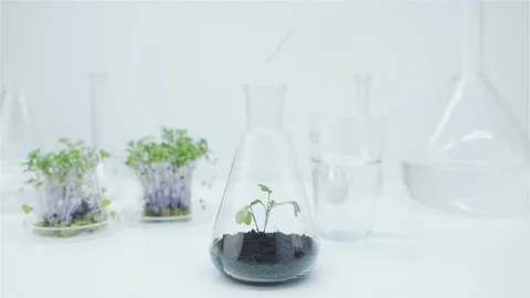 Seedling with earth in a flask.  Video stock 148726237