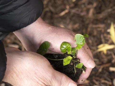 Seedling Eco 写真素材