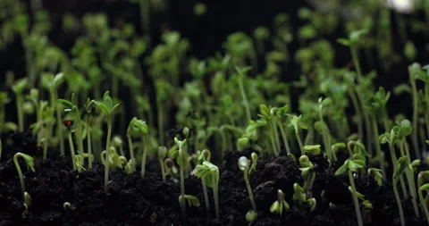 Seedling emerges from soil as light changes in a time lapse Vídeos de archivo 213581092