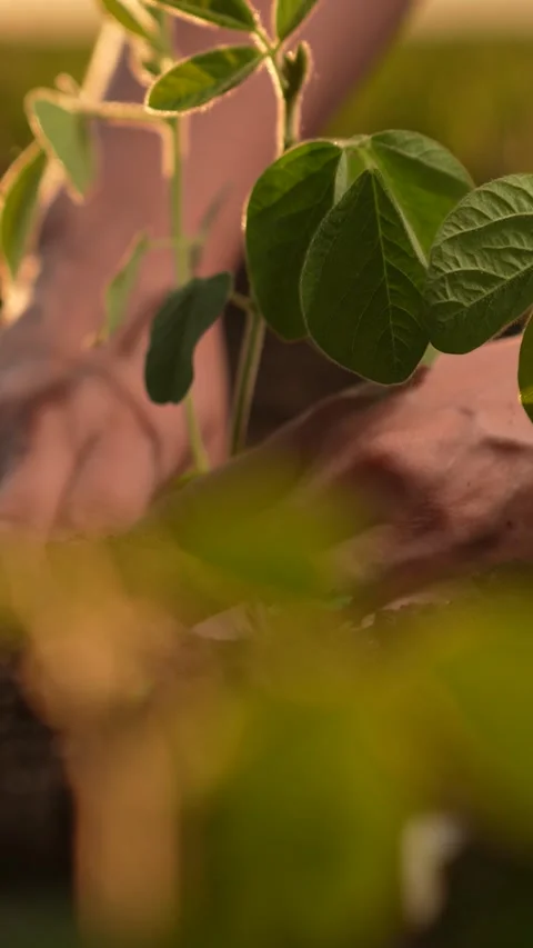 Seedling establishment, hands in soil, arable farming knowledge, s touch Stock Footage 278063614