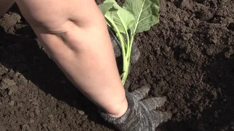 Seedling Video stock 5087751