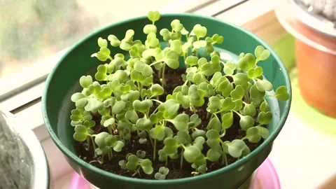 Seedling Stock Footage 132436200