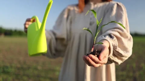 Seedling for the future Stockbeeldmateriaal 338384217