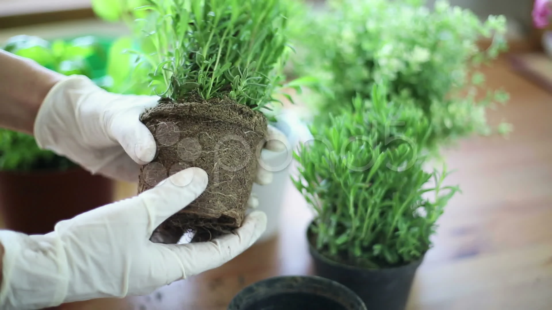 seedling in gardeners hand hd stock video pond5 pond5