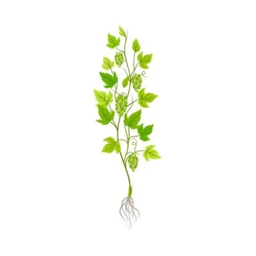 Seedling of Grape Plant with Thin Roots Isolated on White Background Vector Illustration