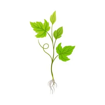Seedling of Grape Plant with Thin Roots Isolated on White Background Vector Illustration