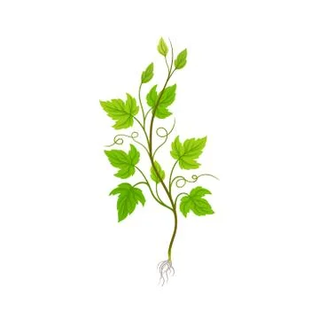 Seedling of Grape Plant with Thin Roots Isolated on White Background Vector Illustration