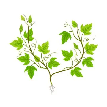 Seedling of Grape Plant with Thin Roots Isolated on White Background Vector Illustration