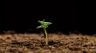 Seedling Growing Time Lapse Stock Footage