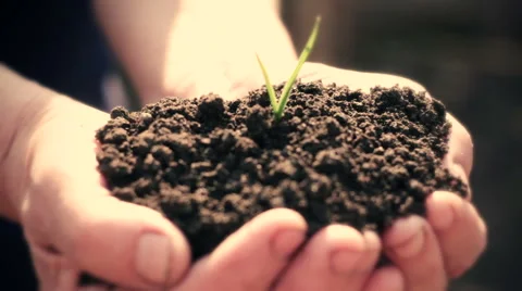Seedling in hands Stock Footage 49106434