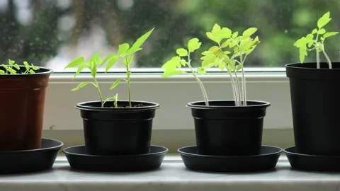 Seedling herbs and vegetables in pots by window at home Stock Footage 150650251