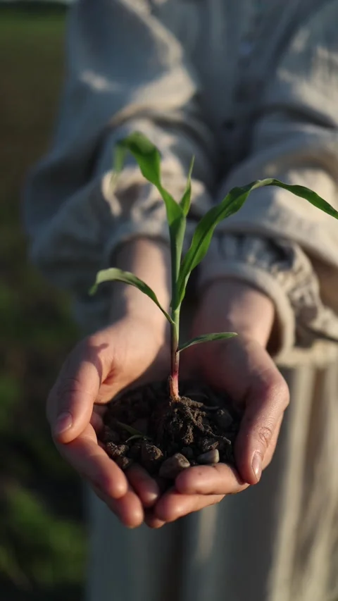 Seedling in human hands Stock Footage 337941329