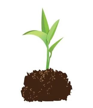 Seedling Illustration