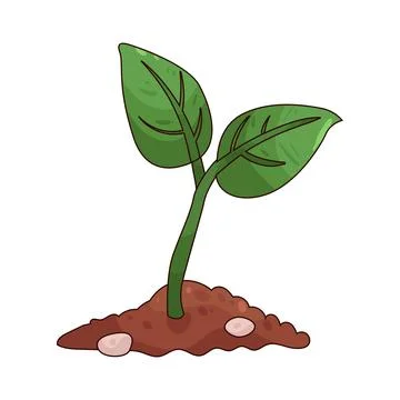 Seedling illustration Illustration