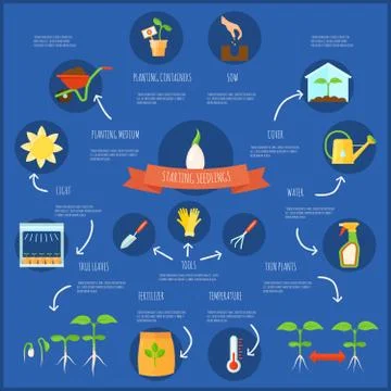 Seedling Infographic Set Illustration