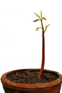 Seedling isolated on white background Stock Photos