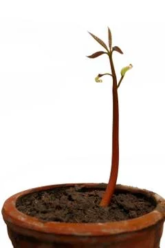 Seedling isolated on white background Stock Photos