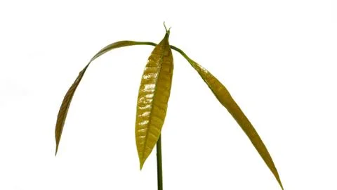 Seedling isolated on white background Stock Photos
