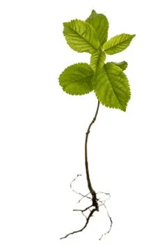 Seedling isolated on white background Foto stock