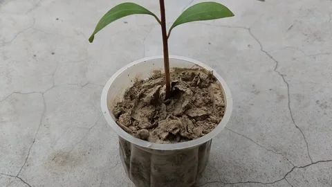 Seedling With Roots Stock Video Footage | Royalty Free Seedling With ...