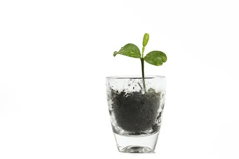 Seedling of a lemon tree growing up in a small glass, nature metaphor for Stock Photos